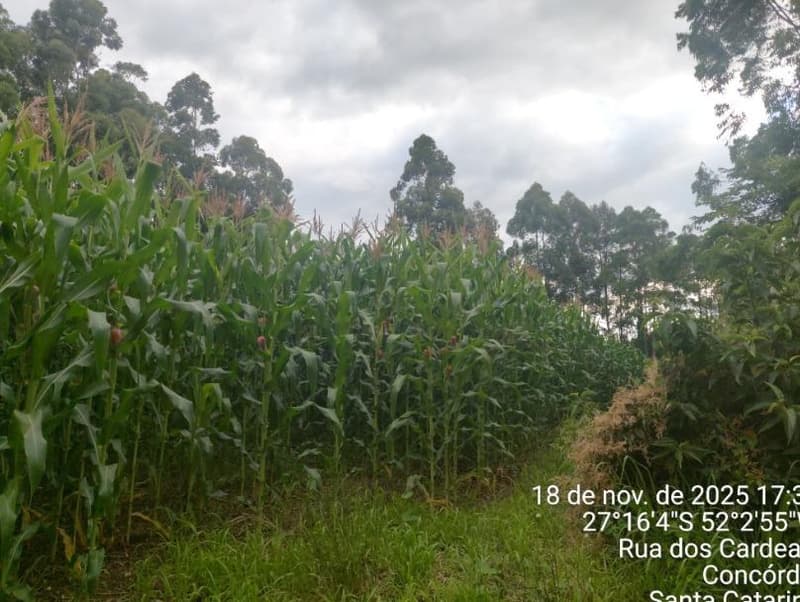 Foto 4 de 9: Terreno em leilão em Concórdia - SC — IMÓVEL RURAL COM ÁREA TOTAL DE 3,692993 hectares EM CONCÓRDIA DO OESTE-SC