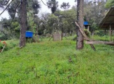 Foto 18 de 24: Area Rural em leilão em Correia Pinto - SC — IMÓVEL RURAL COM ÁREA TOTAL DE 122.223m² - CORREIA PINTO/SC