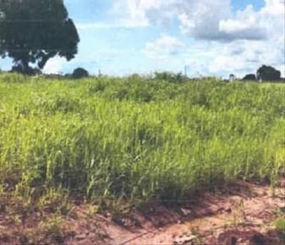 Foto 4 de 7: Area Rural em leilão em Novo Horizonte Do Oeste - RO — IMÓVEL RURAL AT. 85,3452HA, GLEBA BOM PRINCÍPIO EM NOVO HORIZONTE D'OESTE-RO