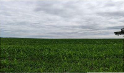 Foto 2 de 4: Area Rural em leilão em Amorinópolis - GO — IMÓVEL RURAL | A.T. 41,99 HA - FAZENDA BEBEDOURO (AGRICULTURA) | AMORINÓPOLIS/GO