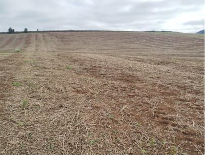 Foto 7 de 7: Terreno em leilão em Frei Rogério - SC — IMÓVEL RURAL COM ÁREA TOTAL DE 5,3285450 HA - FREI ROGERIO/SC