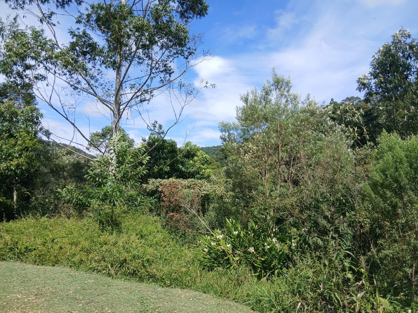 Foto 9 de 11: Area Rural em leilão em Anitápolis - SC, bairro Vila Nas Montanhas — IMÓVEL RURAL COM ÁREA TOTAL DE 20.000,00 M2 EM ANITÁPOLIS-SC