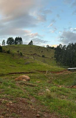 Foto 3 de 16: Area Rural em leilão em Pinhão - PR — Imóvel rural, 242.766,02 m², denominado Torres, Município e Comarca de Pinhão-PR