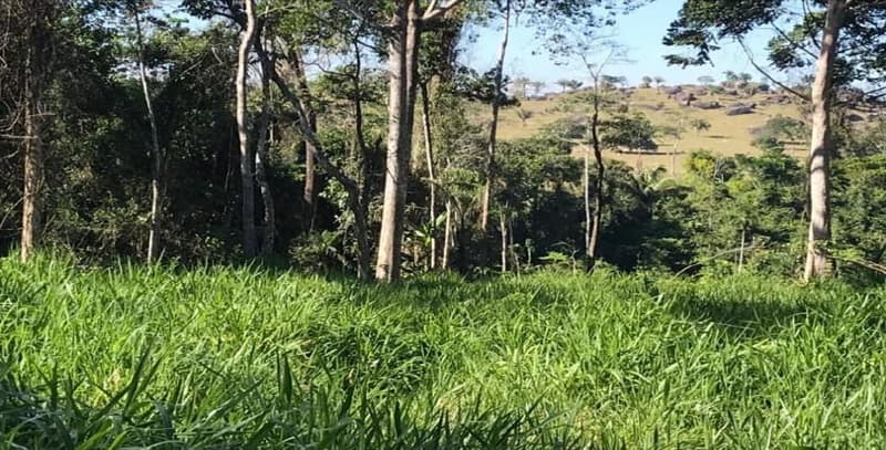 Foto 3 de 3: Area Rural em leilão em Apiacás - MT — IMÓVEL RURAL | 24,9847 HA | GLEBA IGARAPÉ DO BRUNO | APIÁCAS/MT