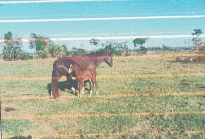 Foto 12 de 13: Area Rural em leilão em Alto Alegre Dos Parecis - RO — IMÓVEL RURAL | A.T 26,44 HA | ALTO ALEGRE DOS PARECIS, COMARCA DE SANTA LUZIA D'OESTE/RO