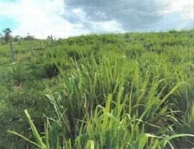 Area Rural em leilão em Buritis - RO — IMÓVEL RURAL COM 50,2763HA EM BURITIS-RO