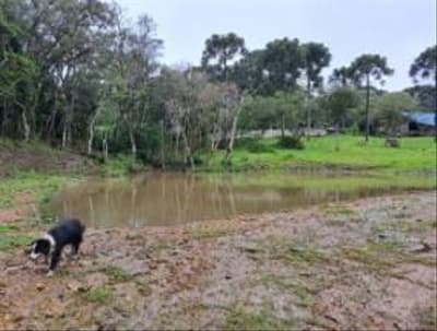 Foto 21 de 24: Area Rural em leilão em Correia Pinto - SC — IMÓVEL RURAL COM ÁREA TOTAL DE 122.223m² - CORREIA PINTO/SC