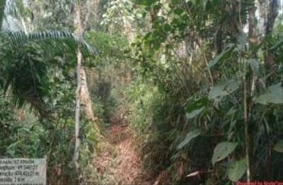 Foto 5 de 7: Terreno em leilão em Apiúna - SC — TERRENO RURAL COM ÁREA DE 16,135 HA, EM APÍUNA-SC