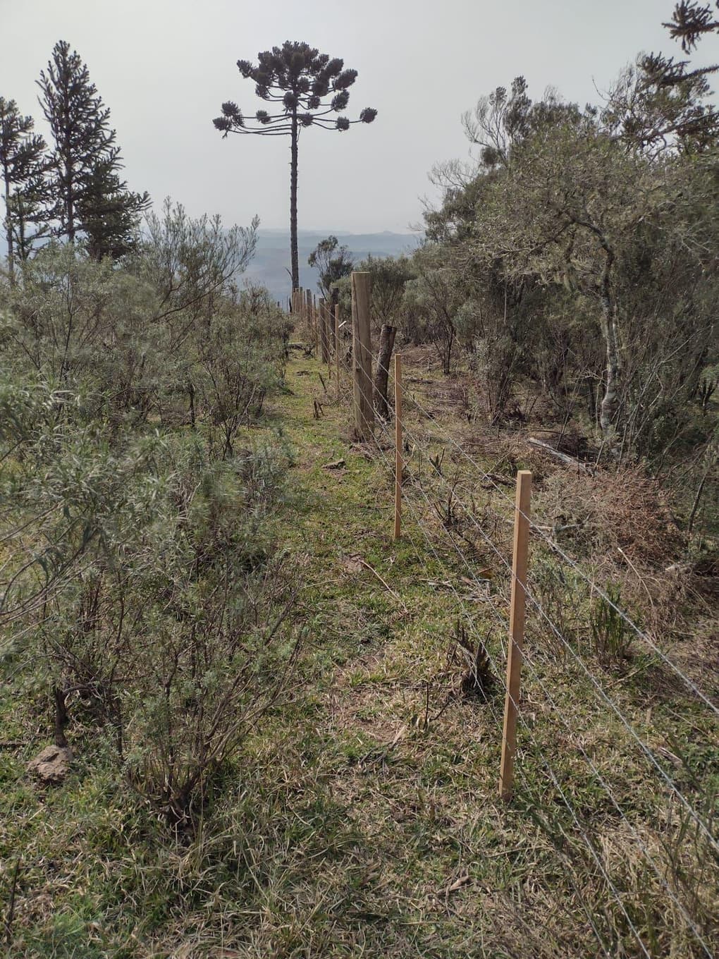 Foto 3 de 9: Area Rural em leilão em São José Dos Ausentes - RS — GLEBA DE TERRAS DE 20 ha LOCALIZADO EM SÃO JOSÉ DOS AUSENTES /RS - SEM BENFEITORIAS - MATRICULA 9.797