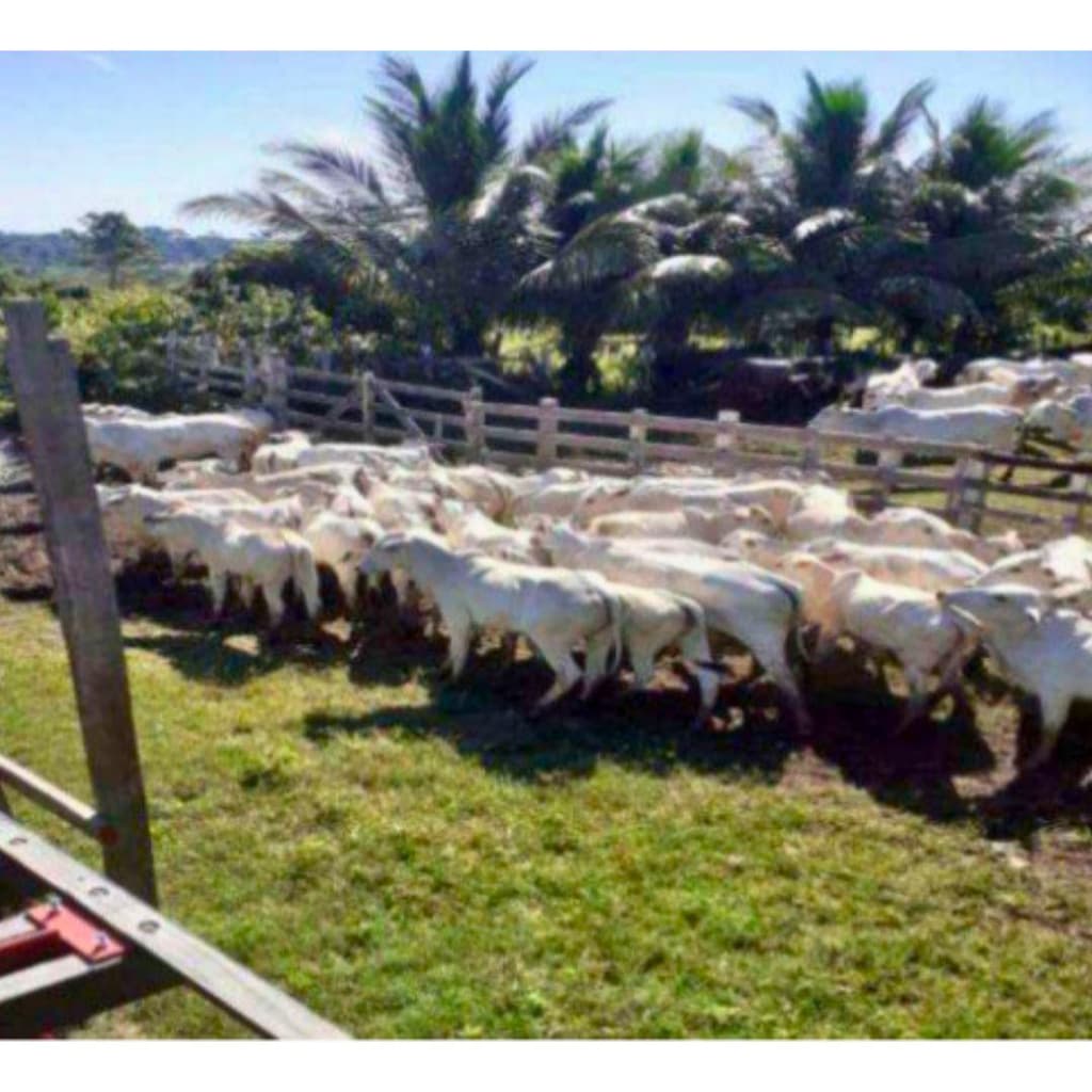 Foto 2 de 6: Area Rural em leilão em Oriximiná - PA — IMÓVEL RURAL COM ÁREA DE 256,9199 ha - Em ORIXIMINÁ/PA