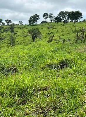 Foto 1 de 5: Area Rural em leilão em Alta Floresta D'oeste - RO — IMÓVEL RURAL| A.T. 12,10 HA SÍTIO STO. ANTÔNIO SETOR RIO BRANCO | ALTA FLORESTA DOESTE/RO