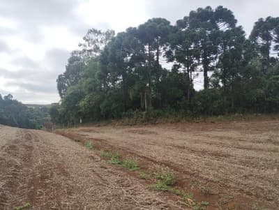 Foto 3 de 7: Terreno em leilão em Frei Rogério - SC — IMÓVEL RURAL COM ÁREA TOTAL DE 5,3285450 HA - FREI ROGERIO/SC
