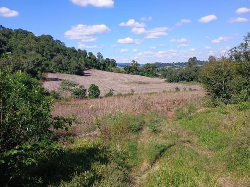 Foto 6 de 8: Area Rural em leilão em Porto Lucena - RS — IMÓVEL RURAL COM ÁREA DE 100,000m² - PORTO LUCENA/RS