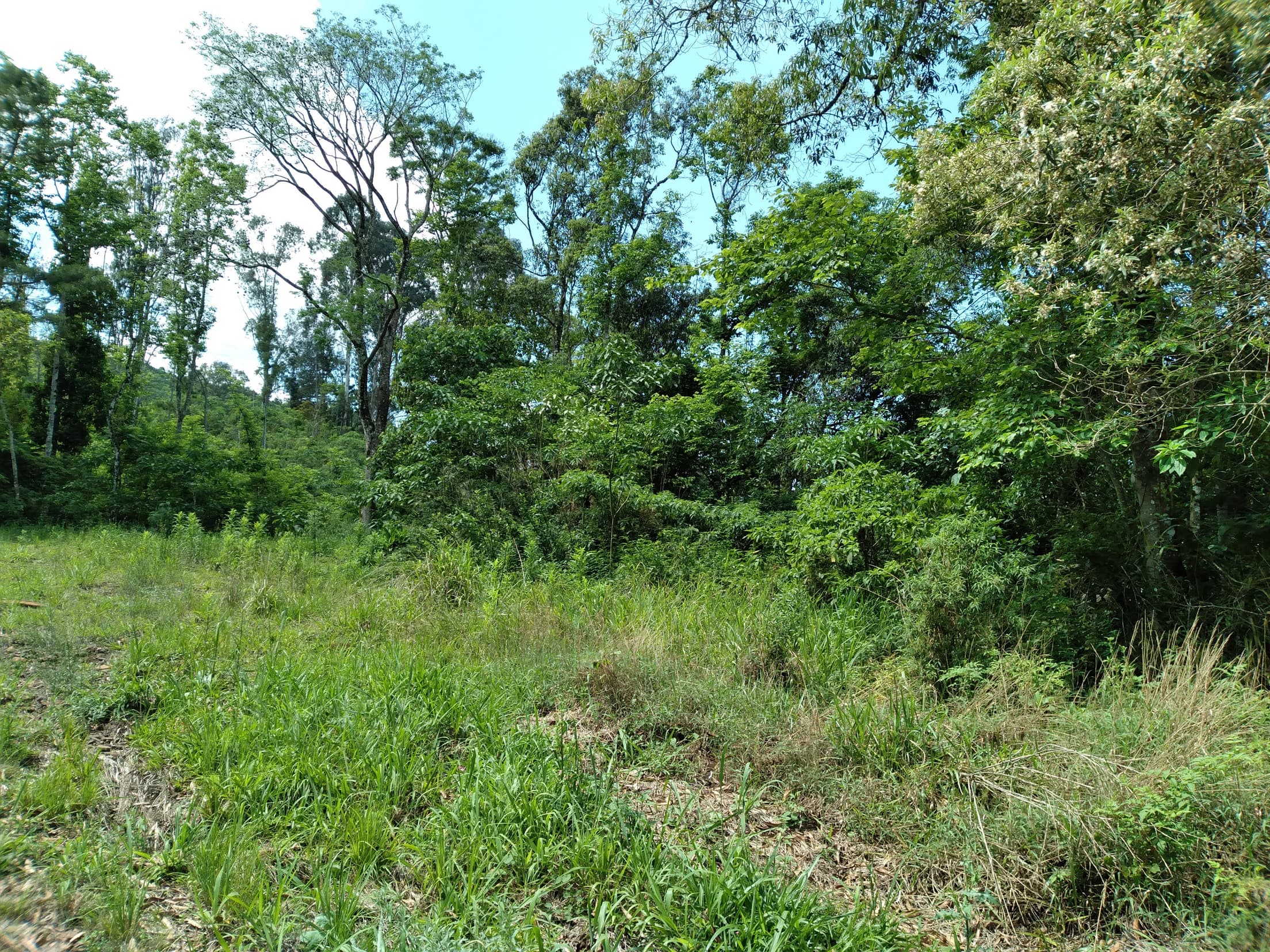 Foto 6 de 14: Terreno em leilão em Pinhão - PR — Terreno Rural 279.900m² Desocupado em Pinhão/PR