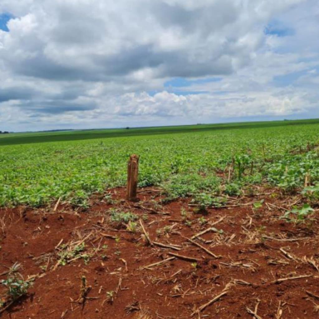 Foto 4 de 5: Area Rural em leilão em Assis Chateaubriand - PR — IMÓVEL RURAL EM ASSIS CHATEAUBRIAND/PR- VENDA CONJUNTA DE DUAS MATRÍCULAS