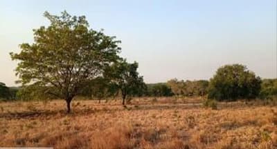 Foto 3 de 8: Area Rural em leilão em Dois Irmãos Do Tocantins - TO — IMÓVEL RURAL | 144,57,04HA | FAZ. PIONEIRA I EM DOIS IRMÃO DO TOCANTINS/TO - EXPLORAÇÃO DE AGROPECUÁRIA