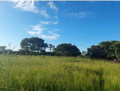 Foto 4 de 6: Area Rural em leilão em Bela Vista De Goiás - GO — IMÓVEL RURAL COM ÁREA DE 20.50.25,85 hectares- Em GOIÁS/GO