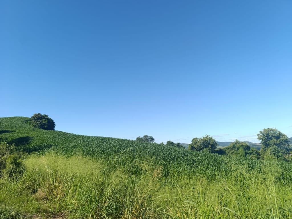 Foto 6 de 8: Area Rural em leilão em Salgado Filho - PR — IMÓVEL RURAL COM ÁREA TOTAL DE 92.407,85 m2- Em SALGADO FILHO/PR