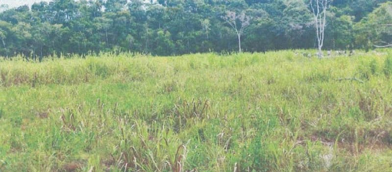 Foto 17 de 24: Area Rural em leilão em Alta Floresta D'oeste - RO — IMÓVEL RURAL | A.T 68,82 HA | ALTA FLORESTA DOESTE/RO