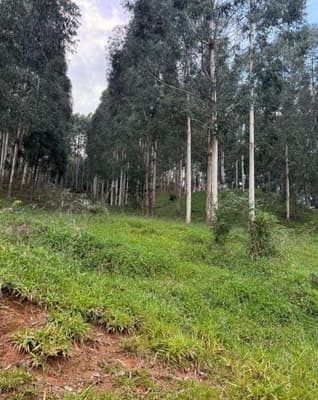 Foto 2 de 16: Area Rural em leilão em Pinhão - PR — Imóvel rural, 242.766,02 m², denominado Torres, Município e Comarca de Pinhão-PR