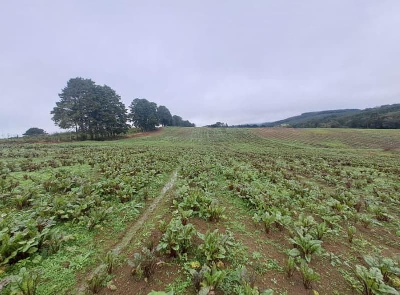 Foto 13 de 25: Area Rural em leilão em Correia Pinto - SC — IMÓVEL RURAL COM ÁREA TOTAL DE 121.000M² - CORREIA PINTO/SC