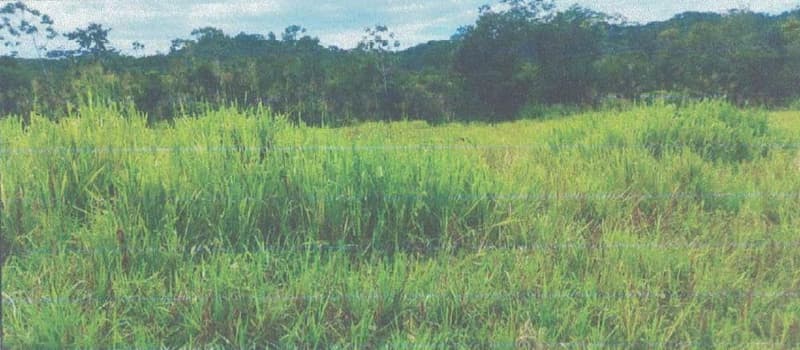 Foto 13 de 24: Area Rural em leilão em Alta Floresta D'oeste - RO — IMÓVEL RURAL | A.T 68,82 HA | ALTA FLORESTA DOESTE/RO