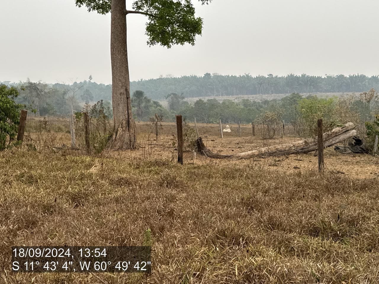 Foto 8 de 20: Area Rural em leilão em Pimenta Bueno - RO — IMÓVEL RURAL | A. T. 63,4635 HA | PIMENTA BUENO/RO - LEILÃO EMPRESARIAL SISTÊMICO SICREDI