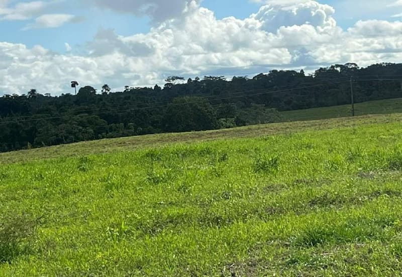 Foto 3 de 7: Area Rural em leilão em Cacoal - RO — IMÓVEL RURAL | 48,4754 HA GLEBA SETOR PROSPERIDADE | CACOAL/RO