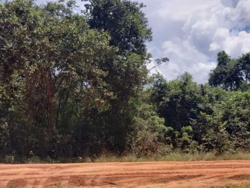 Foto 4 de 11: Area Rural em leilão em Guiratinga - MT — FAZENDA MATO GROSSO 615 HECTARES