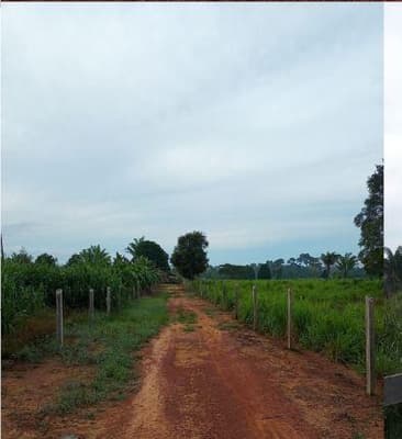 Foto 2 de 9: Area Rural em leilão em Nova Bandeirantes - MT — IMÓVEL RURAL Sítio L & B | A.T. 36,30 HA | NOVA BANDEIRANTES /MT
