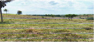Foto 6 de 8: Area Rural em leilão em Corumbiara - RO — IMÓVEL RURAL | A.T. 27.2712 HA (VERDE SERINGAL) | CORUMBIARA/RO