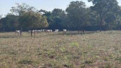 Foto 19 de 19: Area Rural em leilão em Sidrolândia - MS — IMÓVEL RURAL COM ÁREA TOTAL DE 6,98480 hectares EM SIDROLÂNDIA-MS