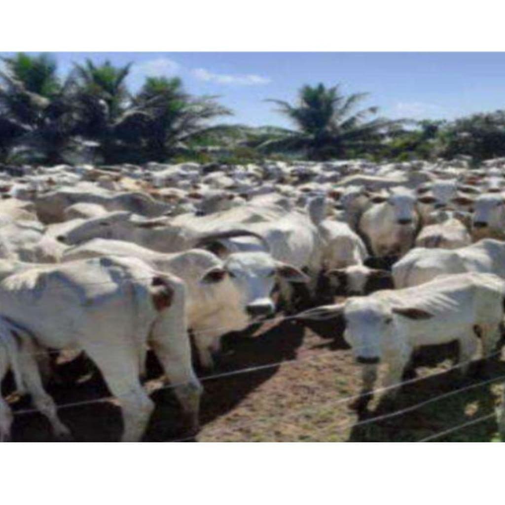 Foto 5 de 6: Area Rural em leilão em Oriximiná - PA — IMÓVEL RURAL COM ÁREA DE 256,9199 ha - Em ORIXIMINÁ/PA