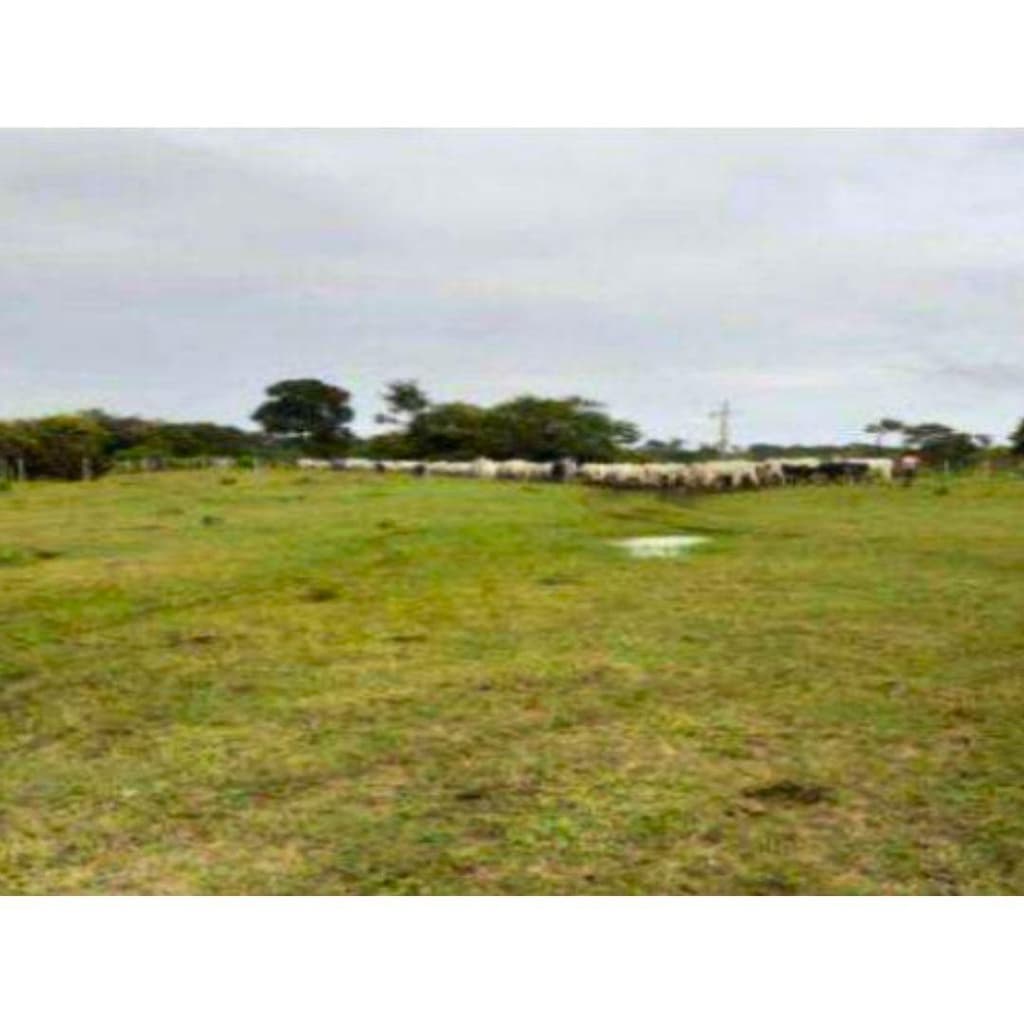 Foto 1 de 6: Area Rural em leilão em Oriximiná - PA — IMÓVEL RURAL COM ÁREA DE 256,9199 ha - Em ORIXIMINÁ/PA