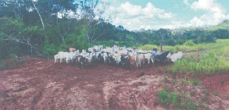 Foto 6 de 24: Area Rural em leilão em Alta Floresta D'oeste - RO — IMÓVEL RURAL | A.T 68,82 HA | ALTA FLORESTA DOESTE/RO