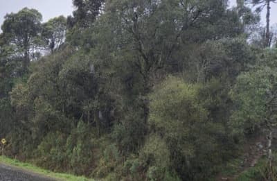 Foto 9 de 10: Terreno em leilão em Santa Cecília - SC — (Parte ideal) Terreno, A.T. 8.636,00m², diferencial, Bairro Fazenda Ouveiro
