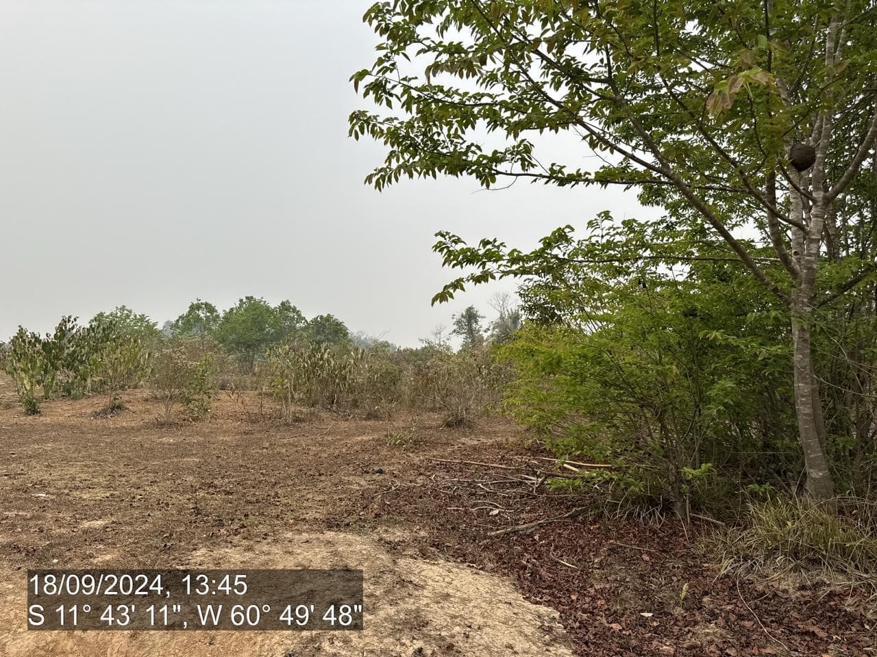 Foto 20 de 20: Area Rural em leilão em Pimenta Bueno - RO — IMÓVEL RURAL | A. T. 63,4635 HA | PIMENTA BUENO/RO - LEILÃO EMPRESARIAL SISTÊMICO SICREDI