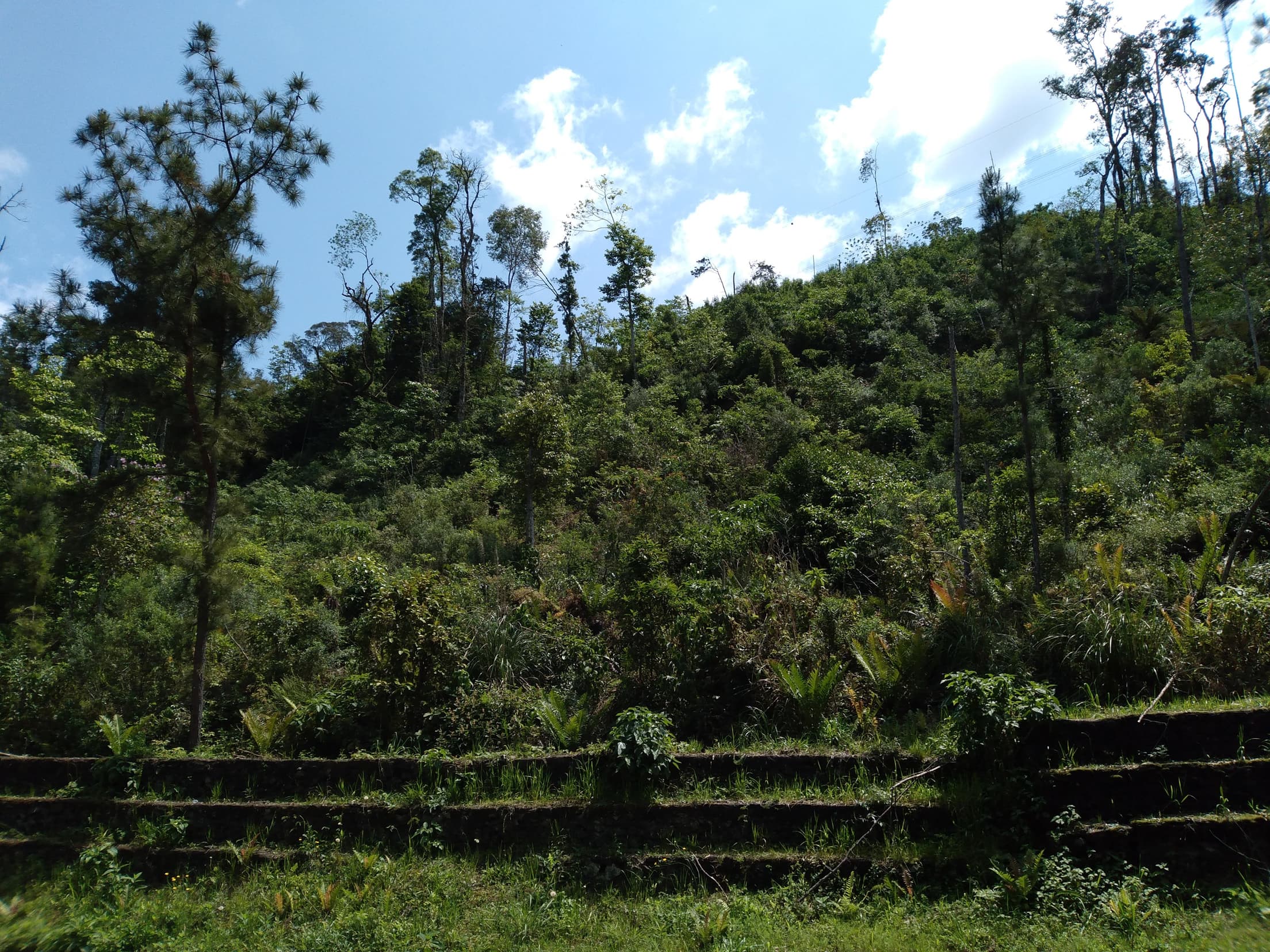 Foto 7 de 14: Terreno em leilão em Pinhão - PR — Terreno Rural 279.900m² Desocupado em Pinhão/PR