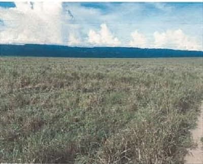 Foto 7 de 7: Area Rural em leilão em Vilhena - RO — IMÓVEL RURAL | 97,7589 HA - CORUMBIARA | VILHENA/RO