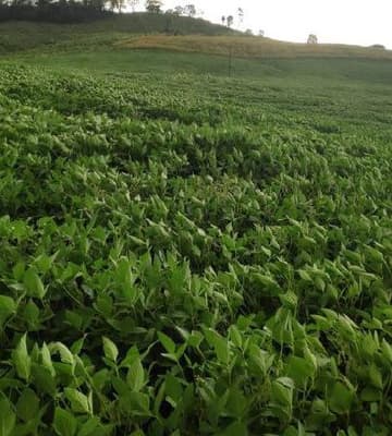 Foto 2 de 8: Area Rural em leilão em Anchieta - SC — Lote Rural 72.600m² Desocupado em Anchieta/SC