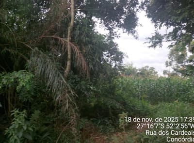 Foto 5 de 9: Terreno em leilão em Concórdia - SC — IMÓVEL RURAL COM ÁREA TOTAL DE 3,692993 hectares EM CONCÓRDIA DO OESTE-SC
