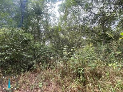 Foto 16 de 28: Area Rural em leilão em Sorriso - MT — IMÓVEL RURAL | 61,6997HA FAZ. SANTA MARIA PARCELA B | EM SORRISO/MT - DESTINAÇÃO PECUÁRIA