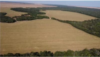 Foto 6 de 8: Area Rural em leilão em Vilhena - RO — IMÓVEL RURAL | A.T. 74,0462 HA | VILHENA/RO - LEILÃO EMPRESARIAL SISTÊMICO SICREDI