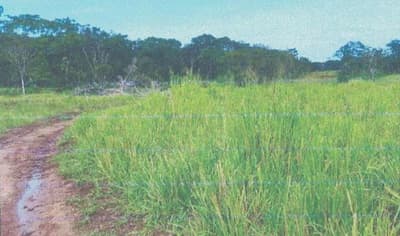 Foto 16 de 24: Area Rural em leilão em Alta Floresta D'oeste - RO — IMÓVEL RURAL | A.T 68,82 HA | ALTA FLORESTA DOESTE/RO