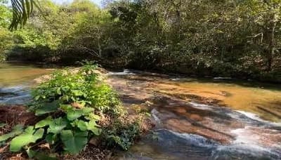 Foto 12 de 14: Area Rural em leilão em Rio Verde De Mato Grosso - MS — 02 IMÓVEIS RURAIS COM BENFEITORIAS, A.T. 8.000HA EM RIO VERDE DE MATO GROSSO-MS