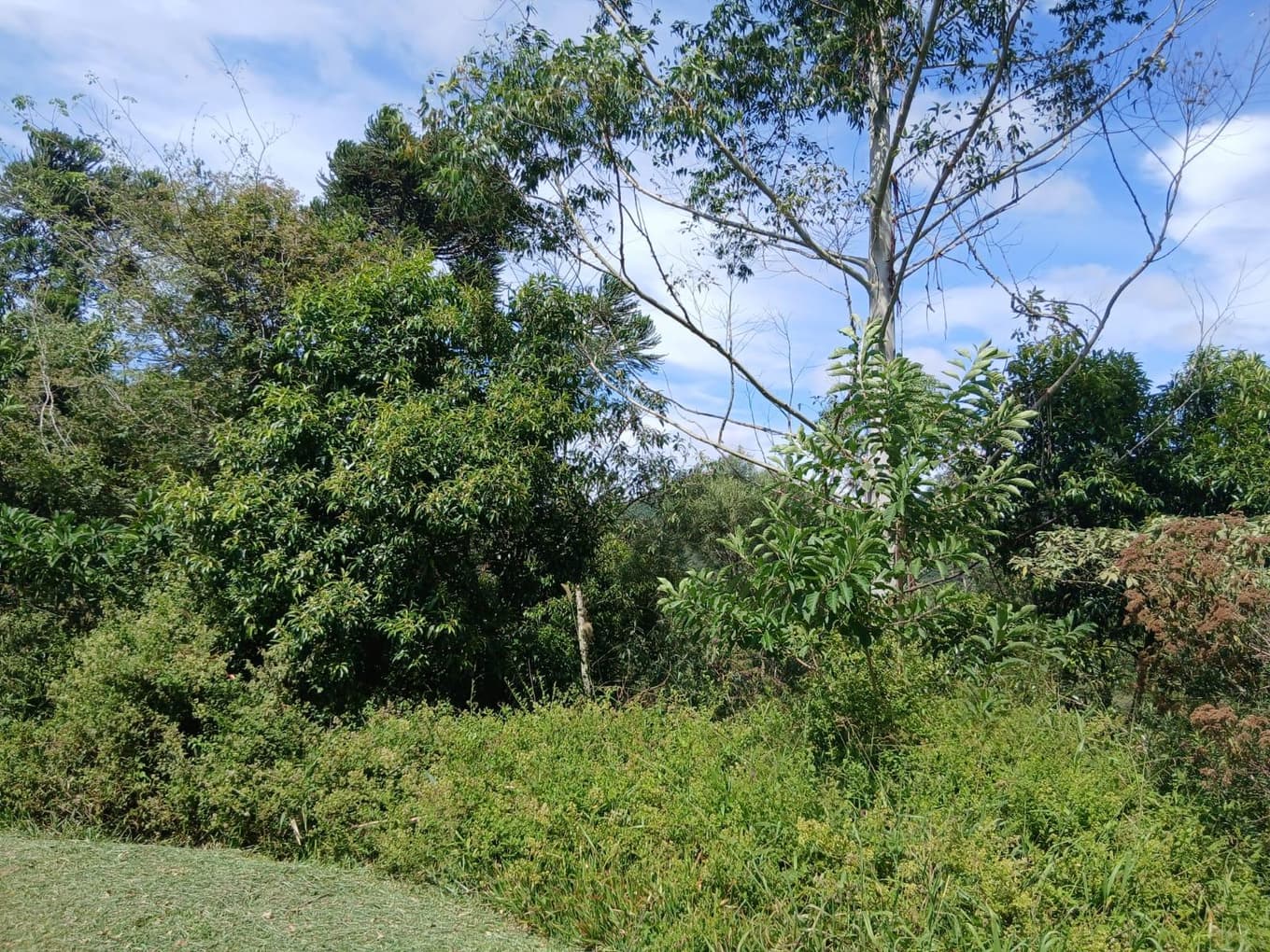 Foto 2 de 11: Area Rural em leilão em Anitápolis - SC, bairro Vila Nas Montanhas — IMÓVEL RURAL COM ÁREA TOTAL DE 20.000,00 M2 EM ANITÁPOLIS-SC