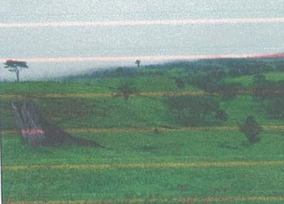 Foto 8 de 13: Area Rural em leilão em Alto Alegre Dos Parecis - RO — IMÓVEL RURAL | A.T 26,44 HA | ALTO ALEGRE DOS PARECIS, COMARCA DE SANTA LUZIA D'OESTE/RO