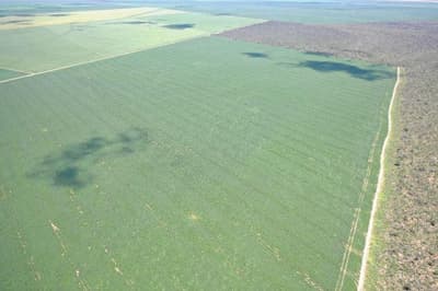 Terreno em leilão em Formosa Do Rio Preto - BA — Terreno Rural Locado em Formosa do Rio Preto/BA