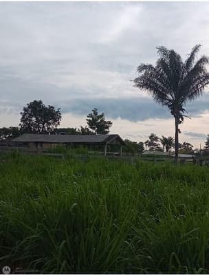 Foto 5 de 9: Area Rural em leilão em Nova Bandeirantes - MT — IMÓVEL RURAL Sítio L & B | A.T. 36,30 HA | NOVA BANDEIRANTES /MT