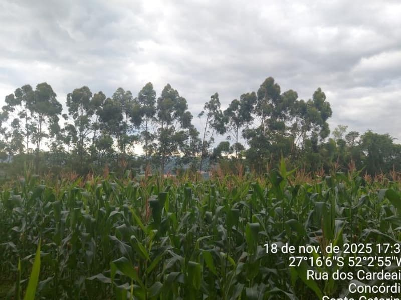 Foto 3 de 9: Terreno em leilão em Concórdia - SC — IMÓVEL RURAL COM ÁREA TOTAL DE 3,692993 hectares EM CONCÓRDIA DO OESTE-SC